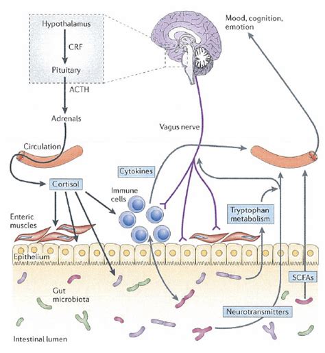 Mind Altering Microbes How your gut microbiome may influence your mood