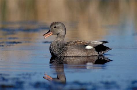 Gadwall — Ducks Unlimited Canada