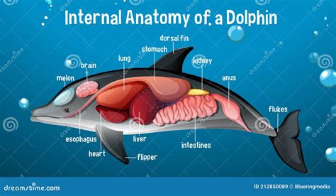 Anatomy Of Dolphin As Animal Inner Physiological Structure Outline ...