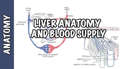 Liver Anatomy and Blood Supply - Medical Discover