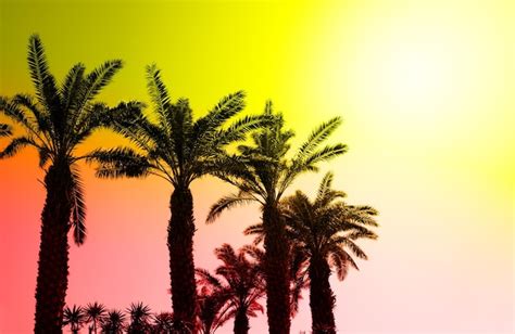 Premium Photo | Oasis date palms in row at desert