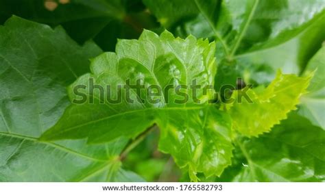 Green Gumamela Leaves Fresh Garden Stock Photo (Edit Now) 1765582793