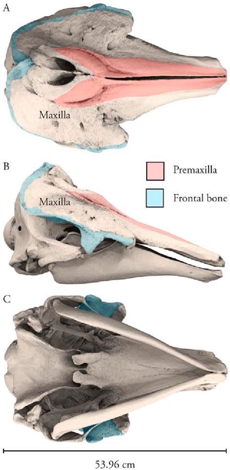 [PDF] 3D Visualization of the Dental Anatomy of the Narwhal, Monodon ...