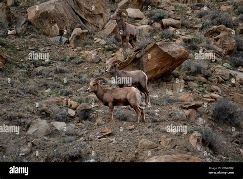 The bighorn sheep herd in Colorado's Debeque Canyon Stock Photo - Alamy