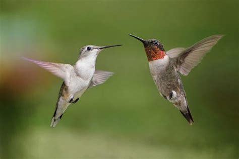 The Wonder of Baby Hummingbirds: Answers to 7 Frequently Asked Questions