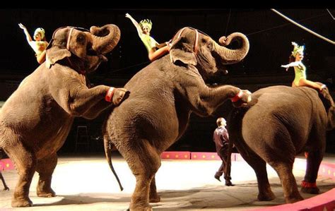 Hudson County freeholders aim to ban circus and exotic animals shows on ...