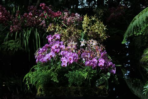 Tropical Rainforest Plants Orchids