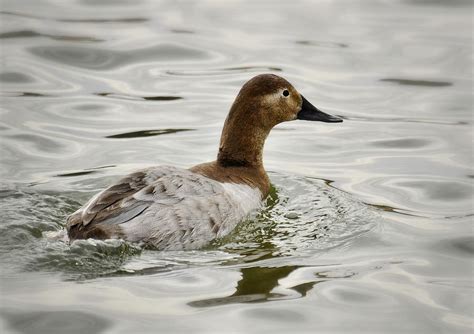 A Female Canvasback Duck Photograph by Saija Lehtonen