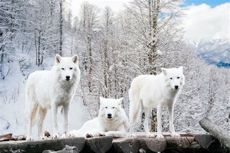 16 White Wolf Meanings: Symbolism, Dreams & Legends UniGuide