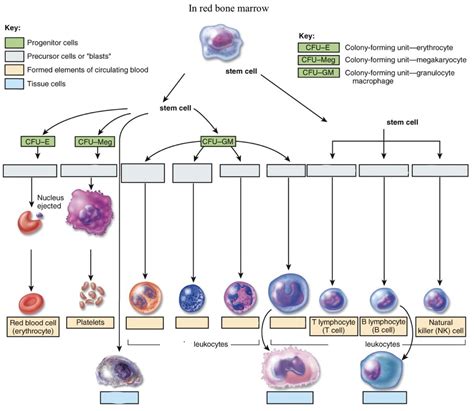 Different Possible Outcomes of Pluripotent Stem Cell (Hemocytoblast ...