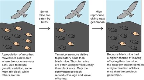 The relationship between genetic variation and evolution - online ...