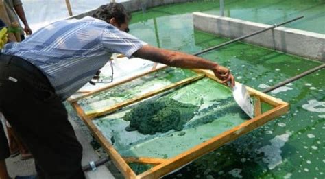 Spirulina Production and Processing – KVK