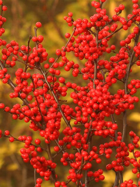 Ilex Berry Heavy -- Bluestone Perennials