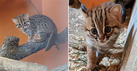 U.K. Wildlife Park Was Blessed With Two Babies Of The Tiniest Cat Breed ...