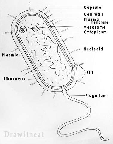 draw a prokaryotic cell and label it - jamesvanderbeekreligion