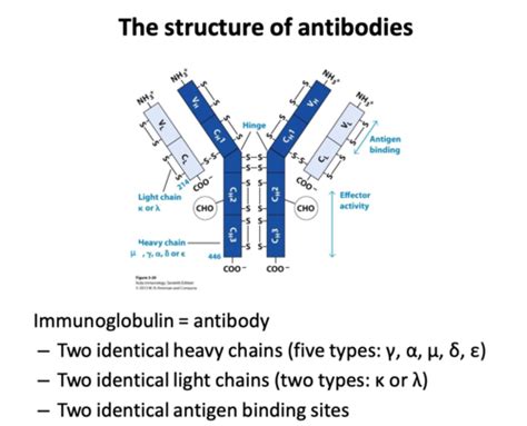 Generation of antigen receptor diversity Flashcards | Quizlet