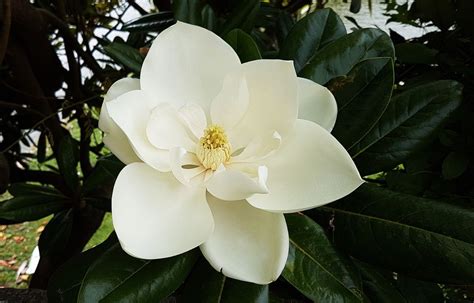 How to Grow the Sweetbay Magnolia Tree