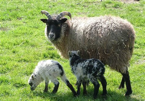 North Ronaldsay Sheep, Rare and Hardy | Handwoven