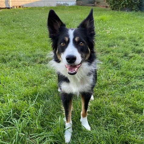 Border Collie Colors: A Guide To All The Colors And Markings