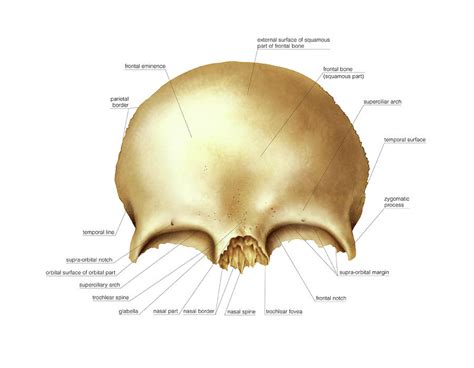 Frontal Bone Photograph by Asklepios Medical Atlas - Pixels