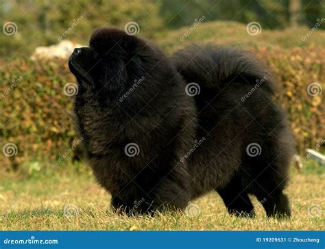 Tibetan Mastiff stock image. Image of funny, grass, china - 19209631