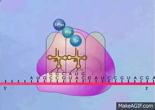 Protein Synthesis Animation Video on Make a GIF