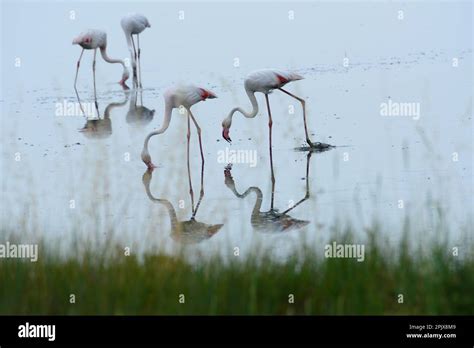 The real stars of the Cervia Salt Pans are the over 5,000 elegant pink ...