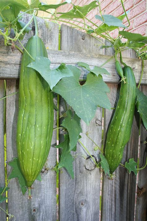 Whispers From Elizabeth: Harvesting Your Own Loofah Sponges