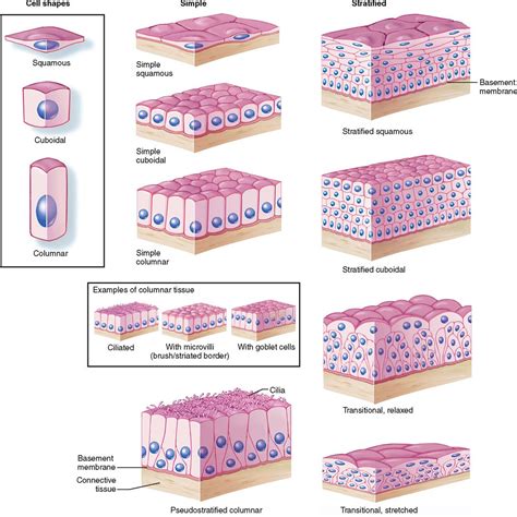 Tissues | Basicmedical Key