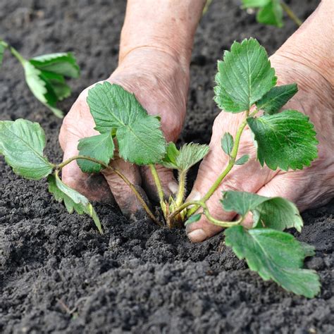 Organic Strawberry Farming in the Philippines – Strawberry Plants