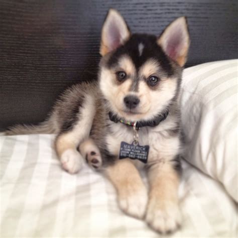 25+ Pomsky Puppies Pictures and Images