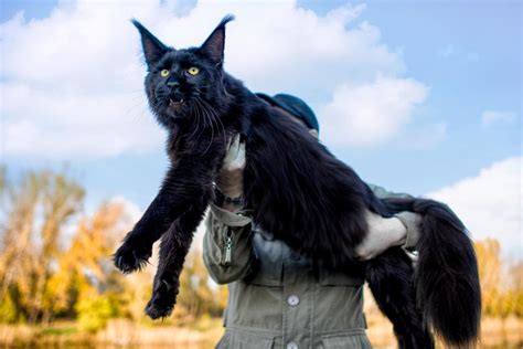 Maine Coon Size Compared to a Normal Cat - Cat-World