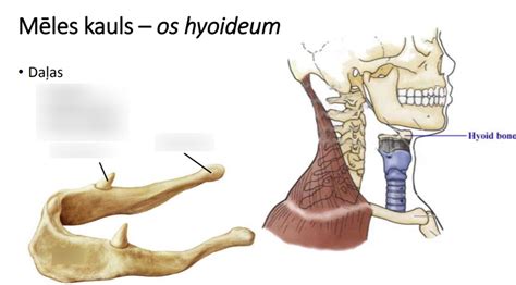 os hyoideum - mēles kauls Diagram | Quizlet