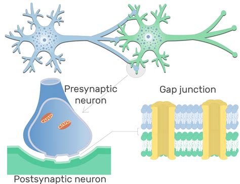 Electrical synapse: structure and labeled diagram | GetBodySmart