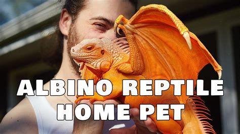 Albino Reptile as a Pet :: Q&A - YouTube