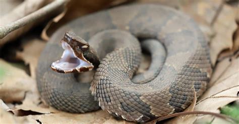 Diamondback Water Snake vs Cottonmouth: What’s the Difference? - AZ Animals