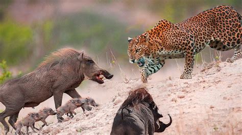 Shameful battle of super predators Epic Battle Leopard vs Warthog - YouTube