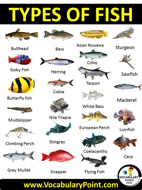 100 Types of Fish (List of Fish Names with Pictures) - Vocabulary Point