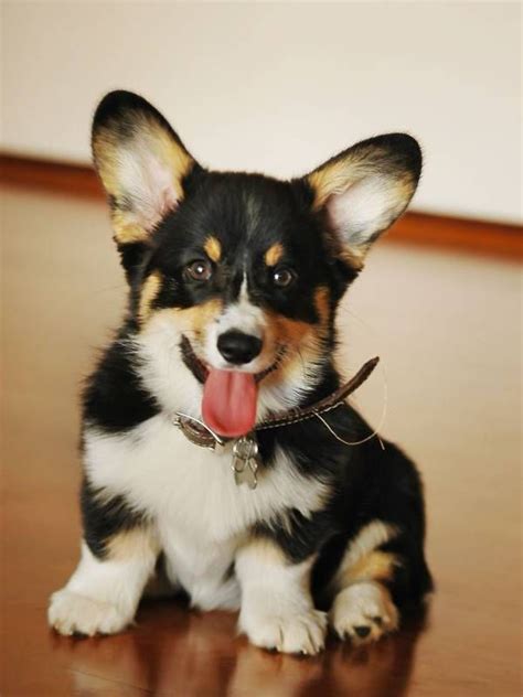 17 Best images about Corgi Puppies! on Pinterest | Pembroke welsh corgi ...