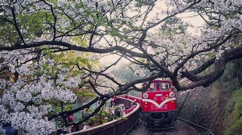 Ultimate Taiwan Spring Guide 2023 — Best Places to See Cherry Blossoms ...