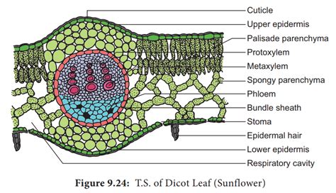 Anatomy and Primary Structure of a Dicot Leaf-sunflower Leaf