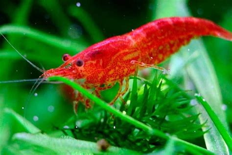 Guide: How to Breed Shrimp - Shrimp and Snail Breeder