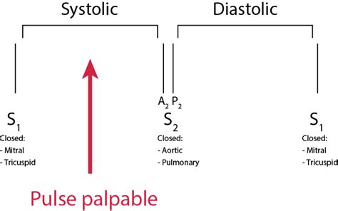 S1 and S2 Heart Sounds, Extra Heart Sounds - Clinician Revision