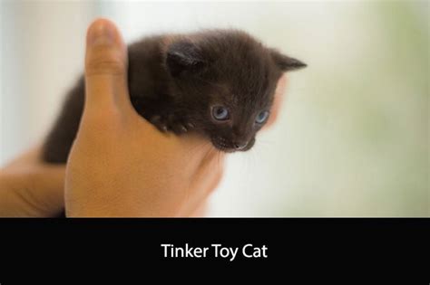 Tinker Toy Cat: The Record-Breaking Feline Phenomenon