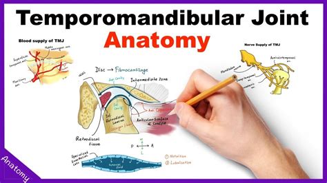 [DIAGRAM] Skull Bones Diagram Temporomandibular Joint - MYDIAGRAM.ONLINE