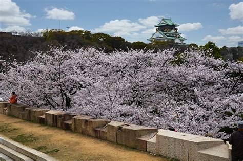 Osaka Hanami Guide: 11 Best Cherry Blossom Viewing Spots - To Canvas