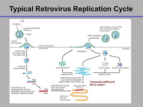 Represent schematically replication of retrovirus.