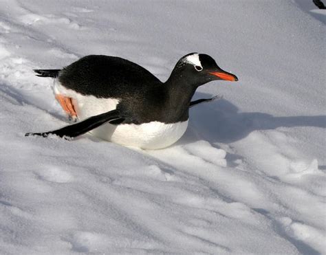 Antarctica's penguins are in trouble, new report shows - CBS News