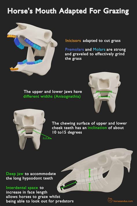 Horse Teeth Anatomy and Function [Pictures & Animations]