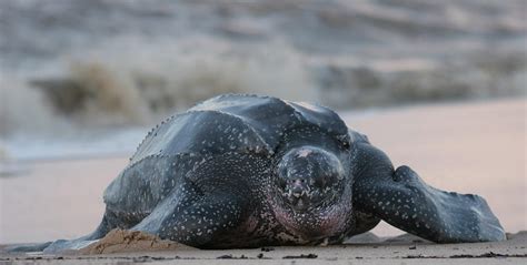 Leatherback Turtle - Oceana